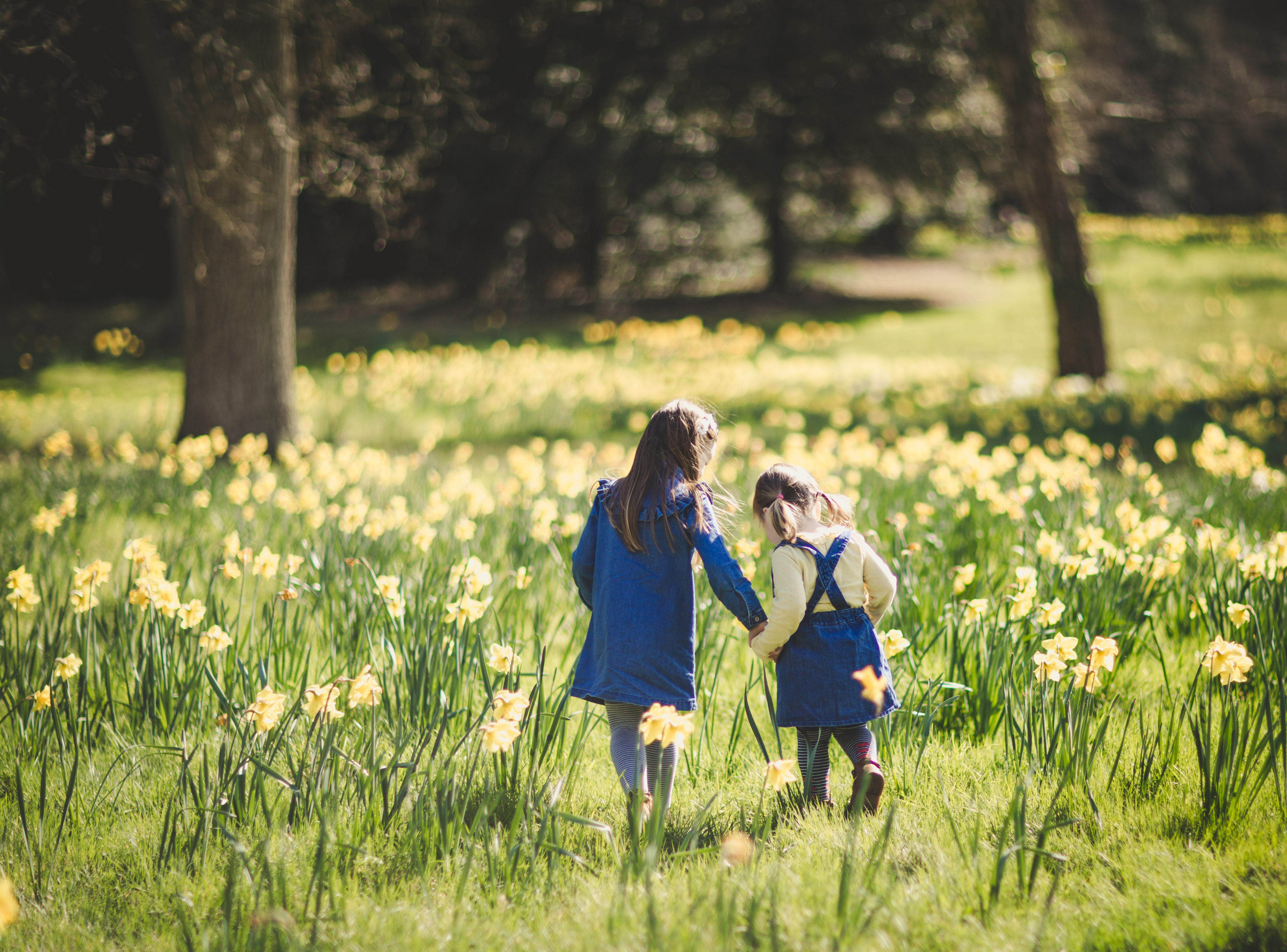 Exbury Gardens daffodils